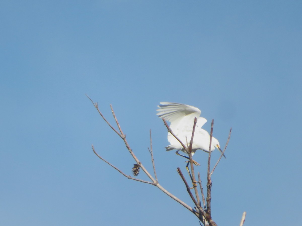 Snowy Egret - ML646055126