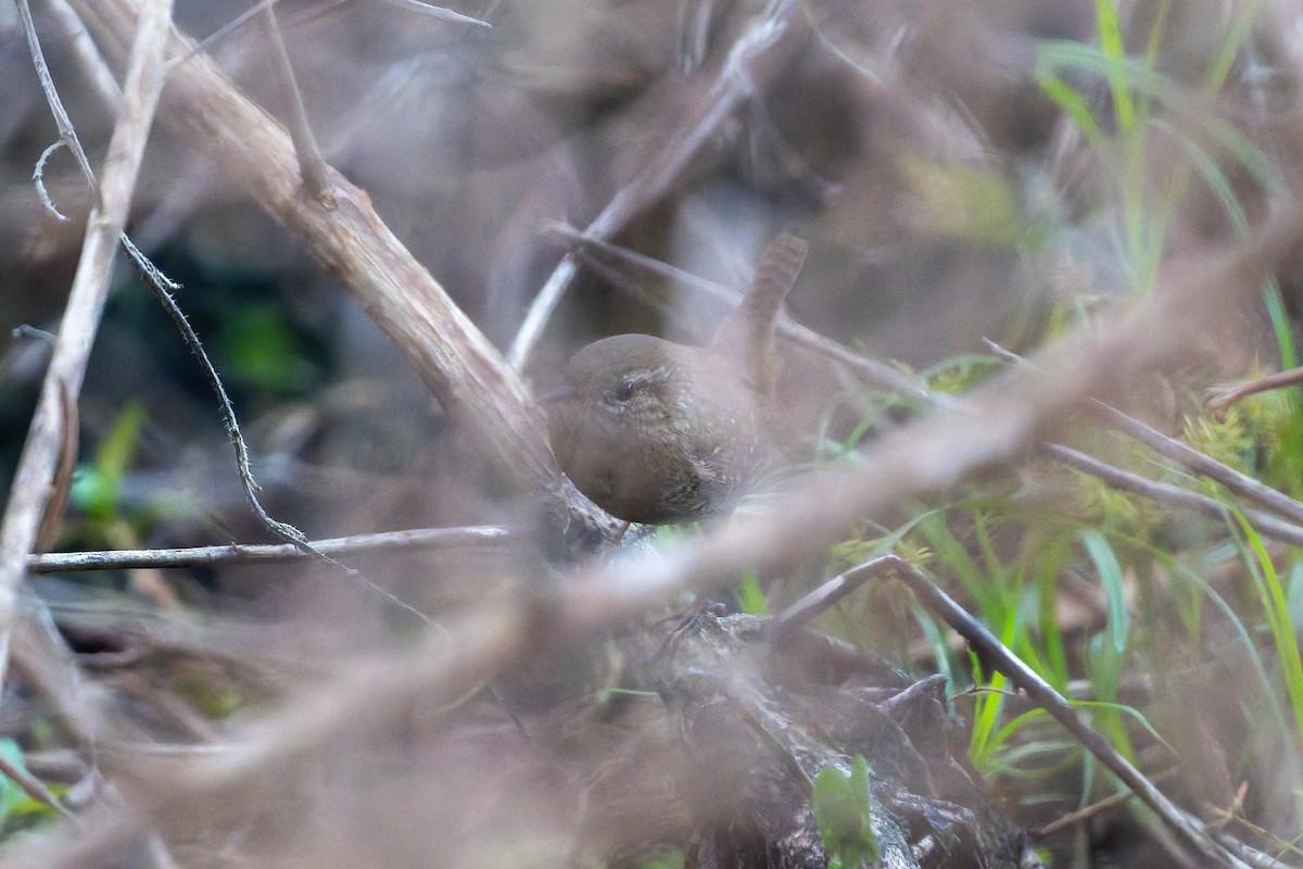 Winter Wren - ML646055131