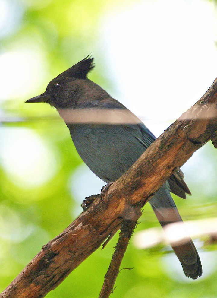 Steller's Jay - ML646055134