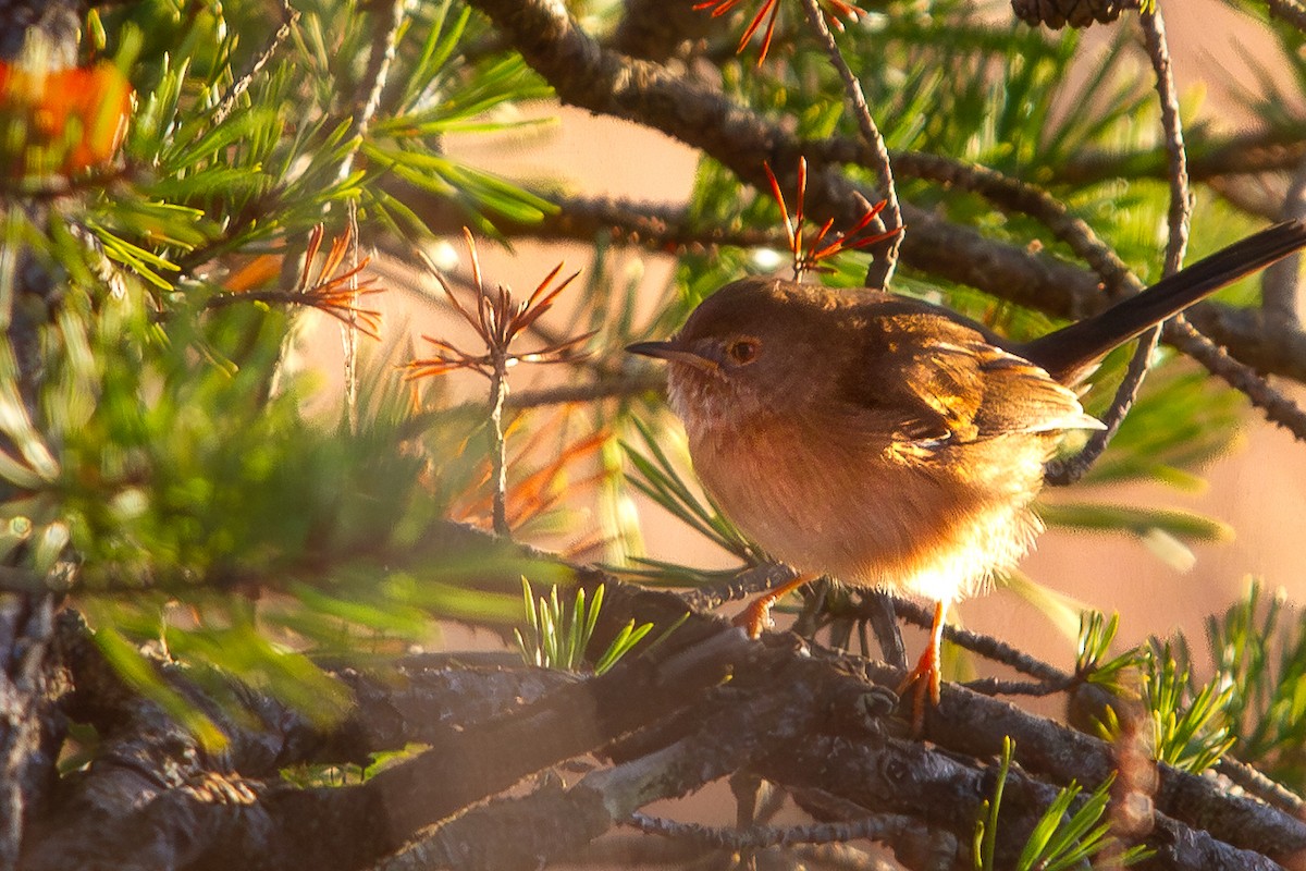 Magnanina comune - ML646055139