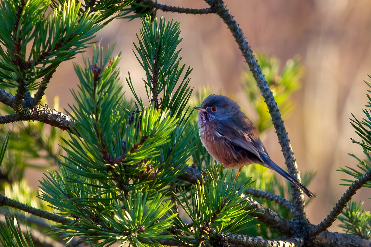 Magnanina comune - ML646055140