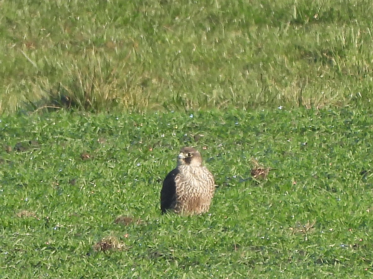 Peregrine Falcon - ML646055143
