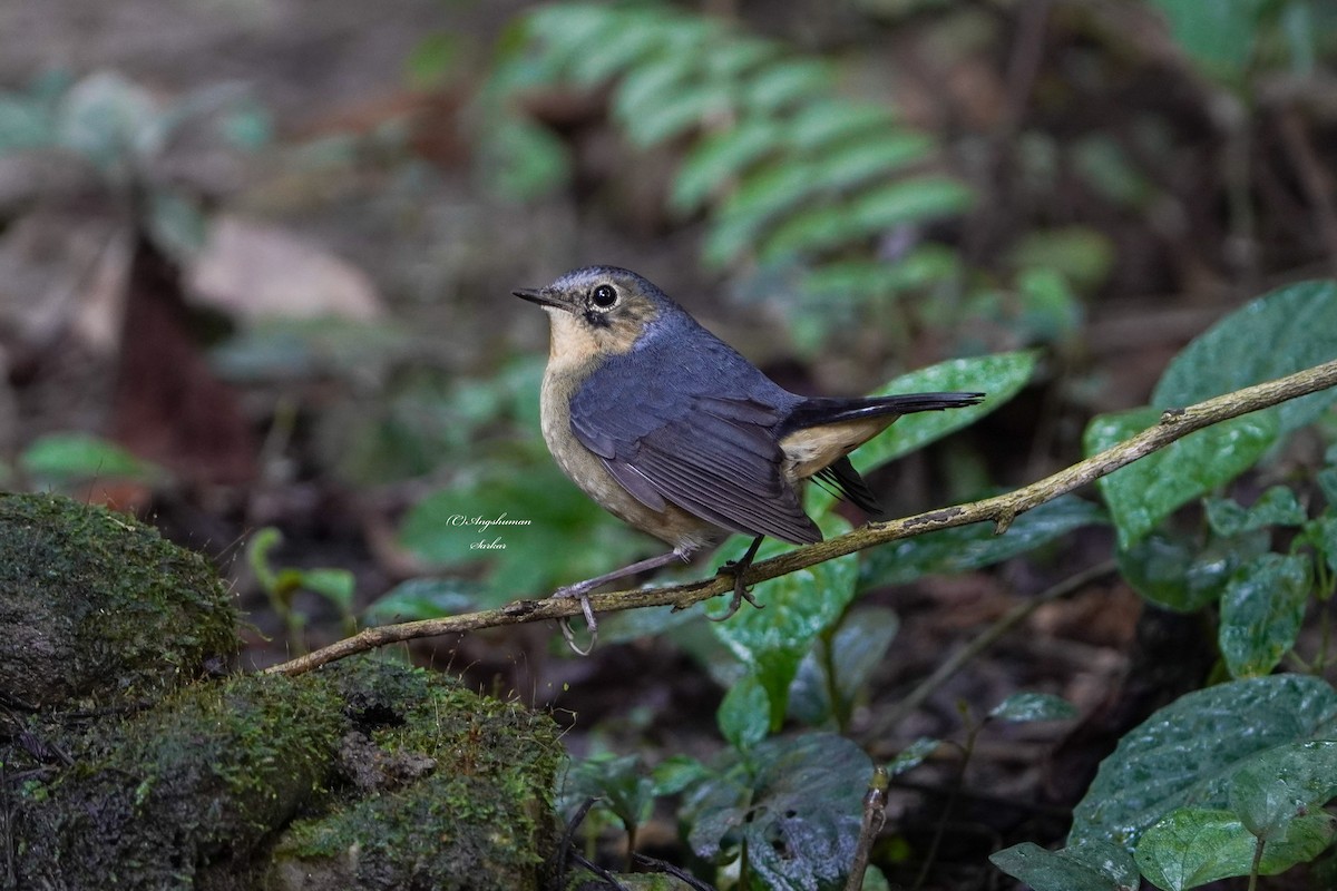 Firethroat - ML646055148