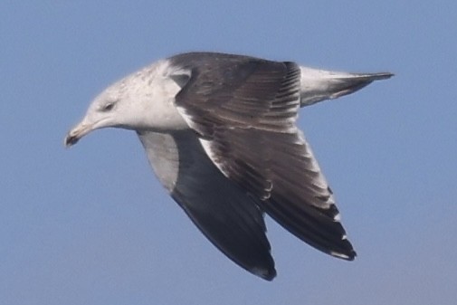 Larus sp. - ML646055163