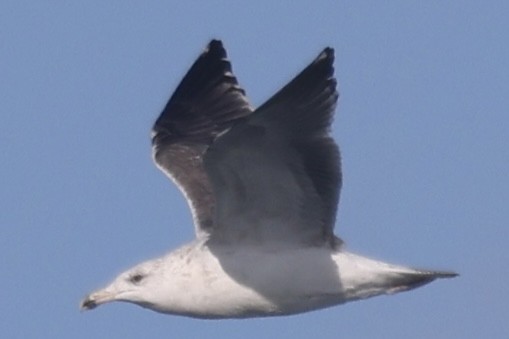 Larus sp. - ML646055164