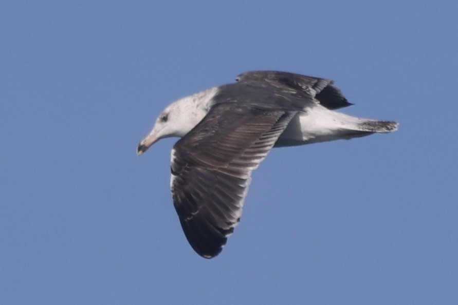 Larus sp. - ML646055165