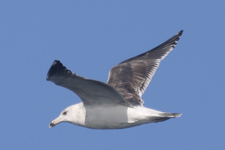 Larus sp. - ML646055166