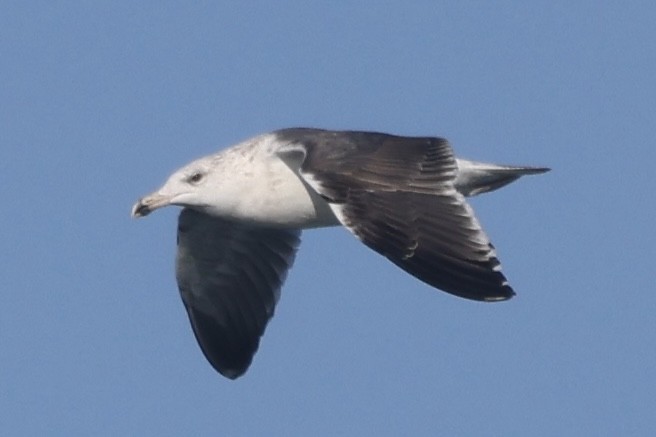 Larus sp. - ML646055167