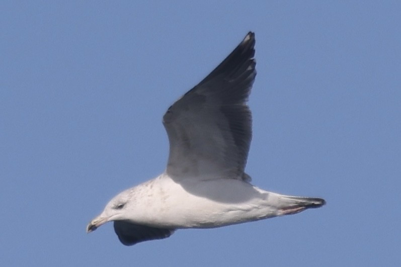 Larus sp. - ML646055168