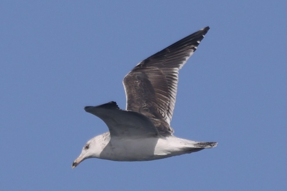 Larus sp. - ML646055169