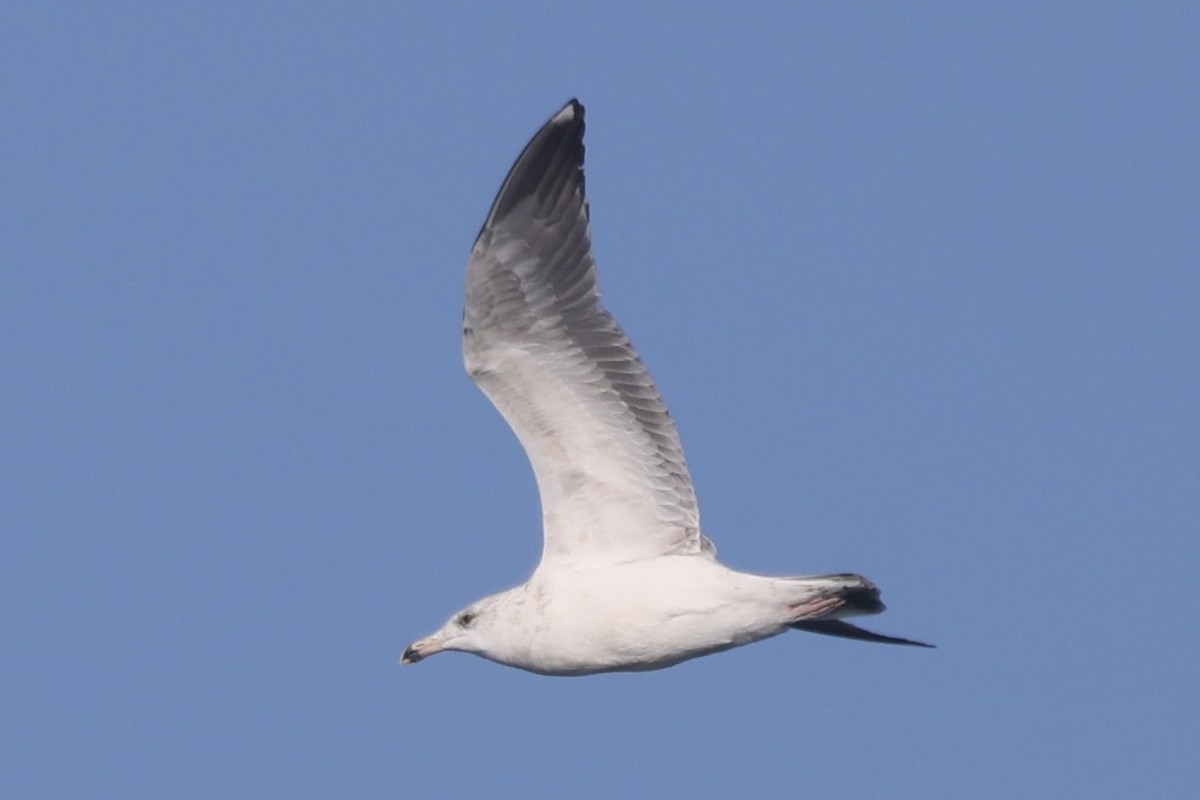 Larus sp. - ML646055170