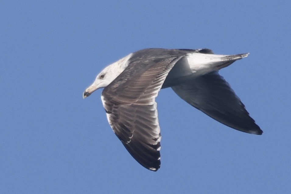 Larus sp. - ML646055171