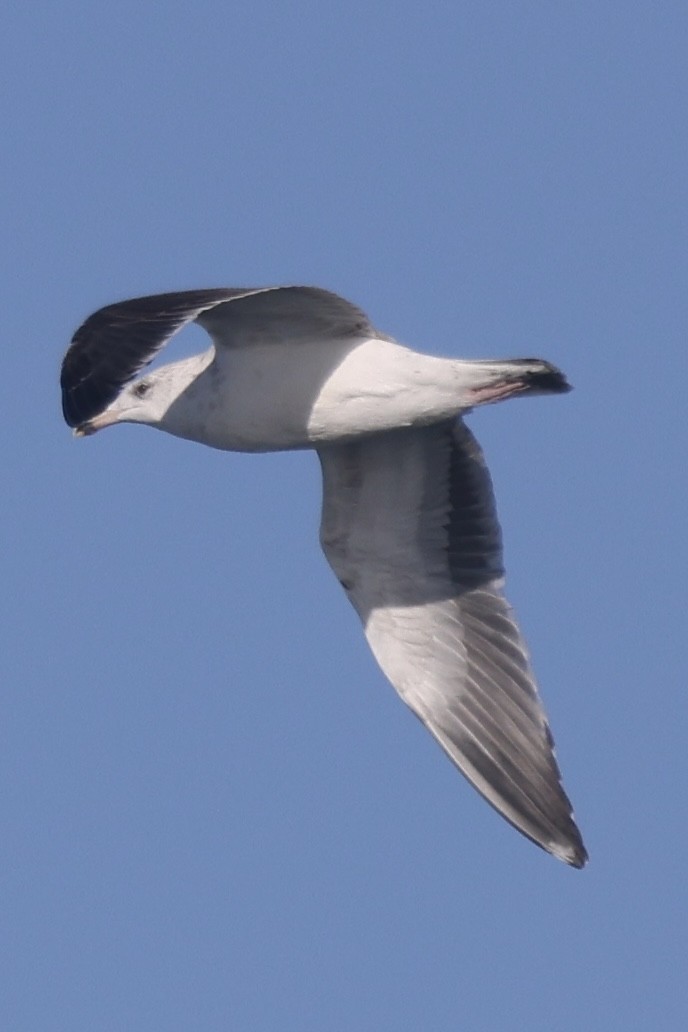 Larus sp. - ML646055172