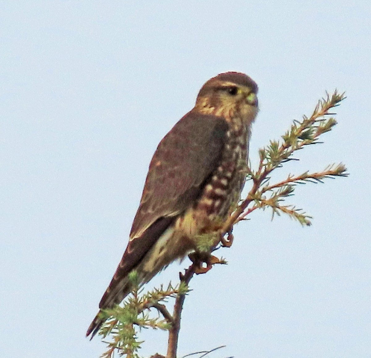 Merlin - ML646055174