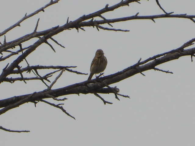 Prispolone - ML646055186