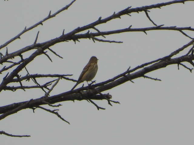 Prispolone - ML646055187