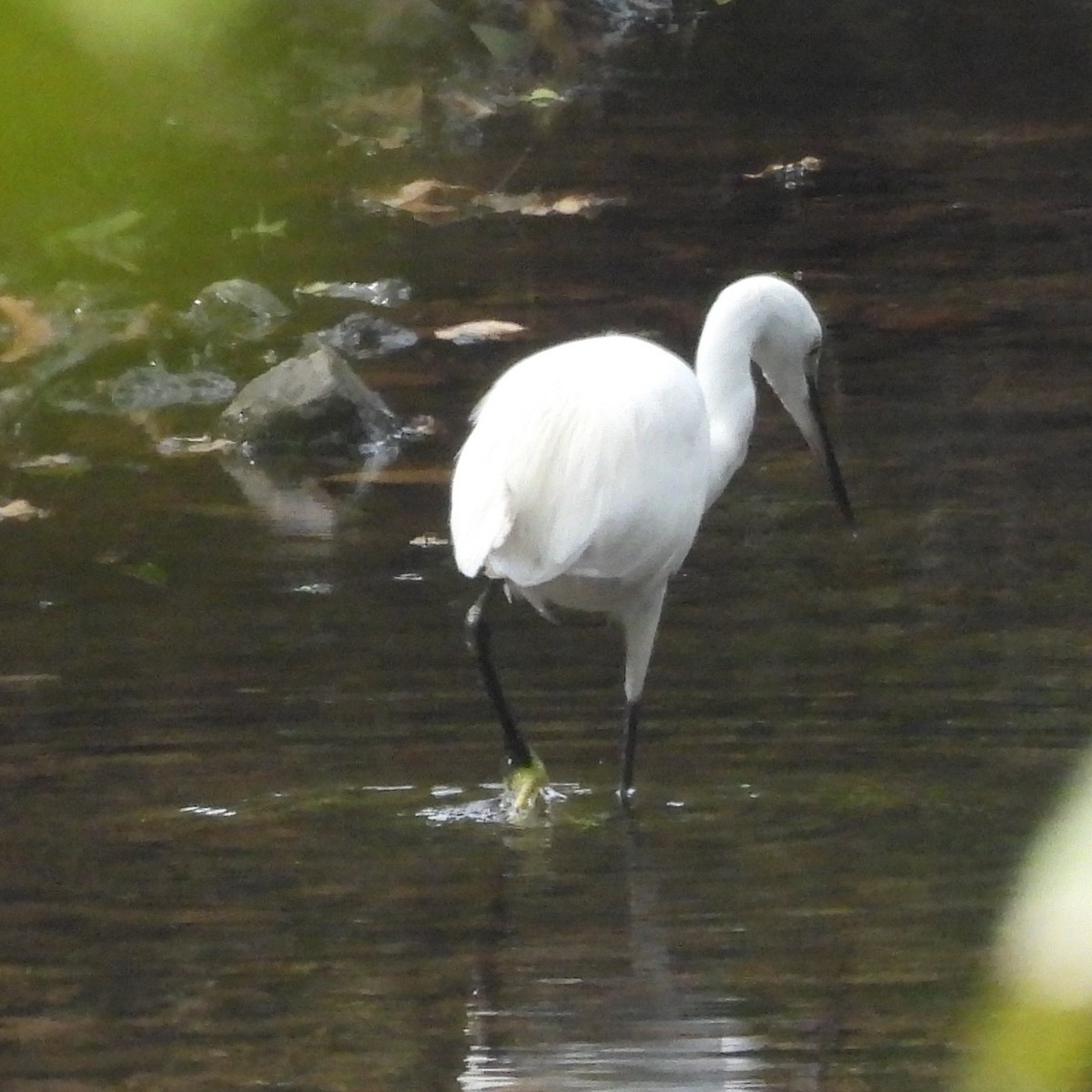 Little Egret - ML646055188