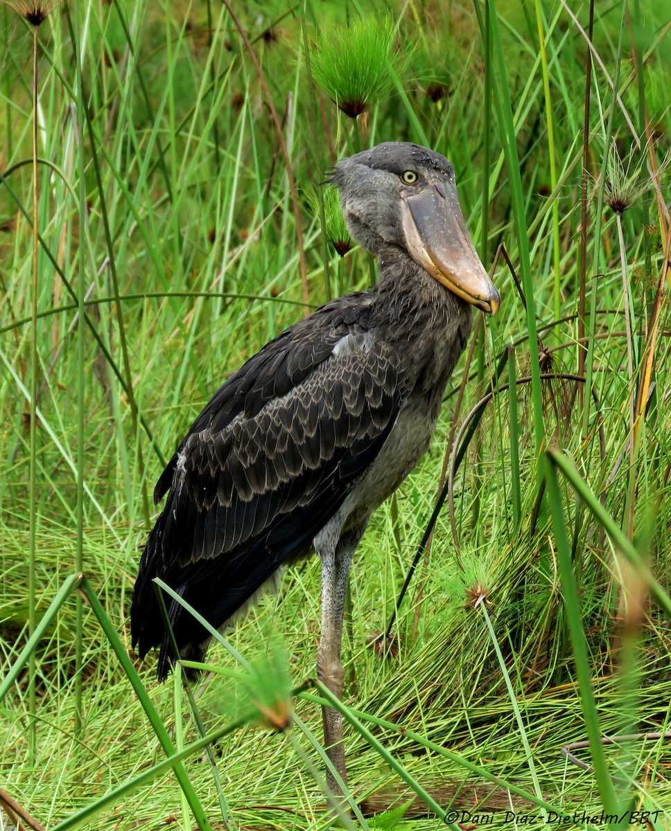 Schuhschnabel - ML646055192