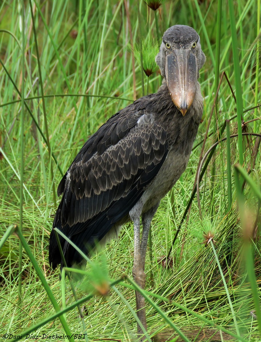 Schuhschnabel - ML646055195