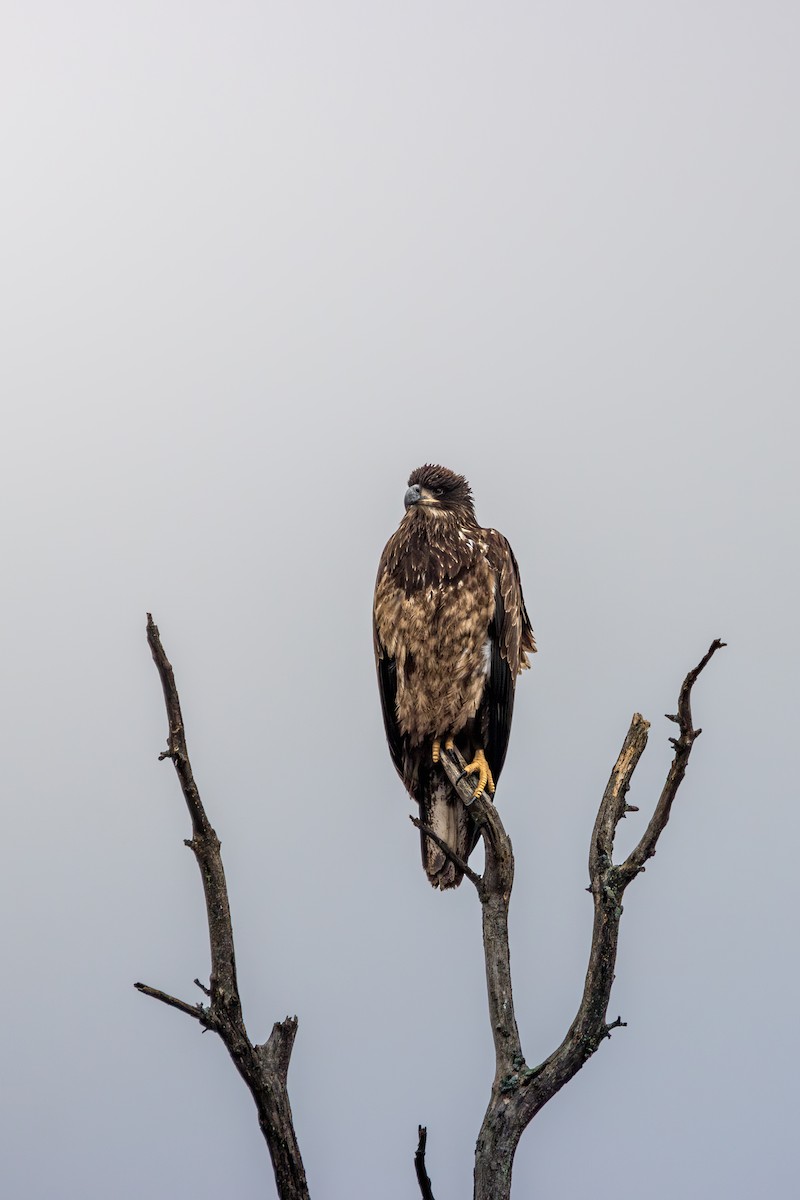 Орлан білоголовий - ML646055197