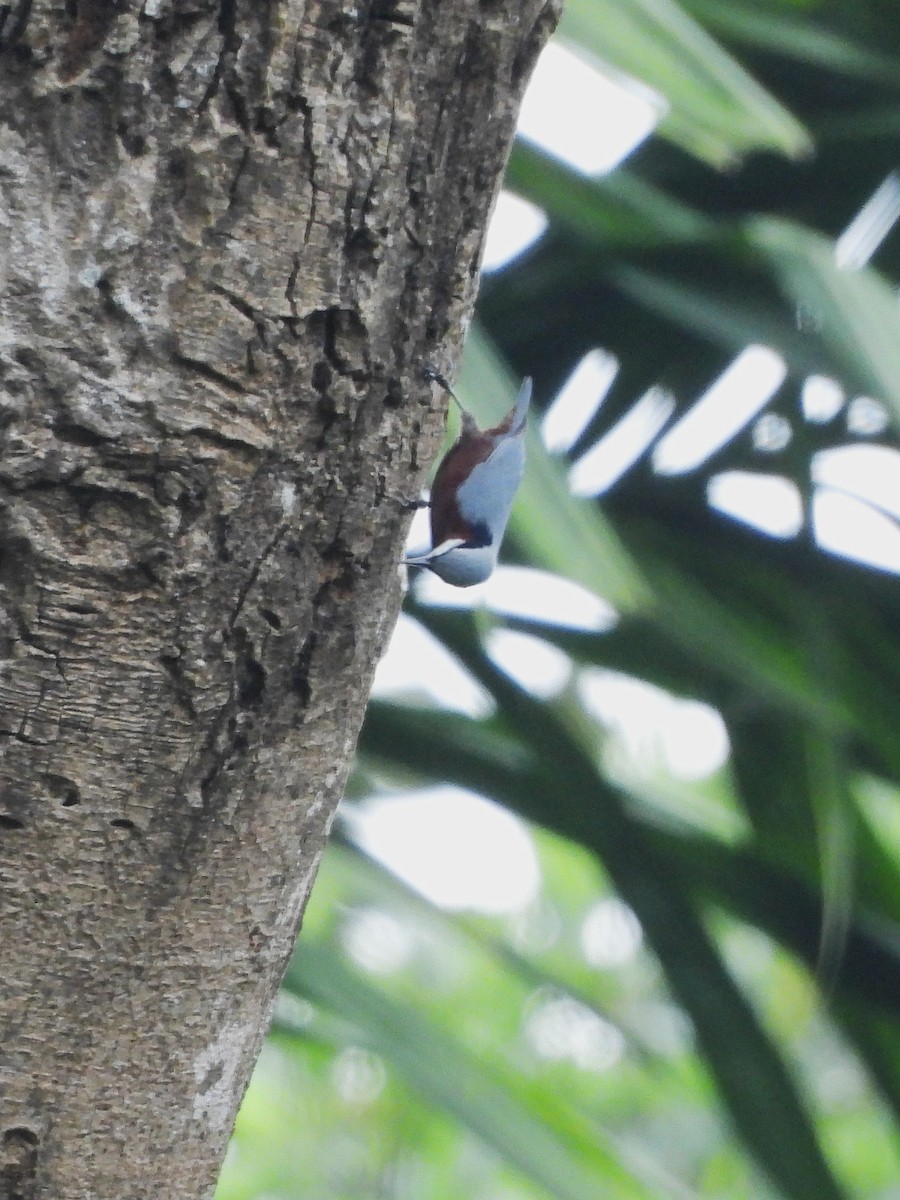 Indian Nuthatch - ML646055207