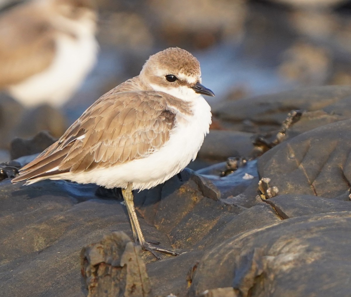 Tibet Cılıbıtı - ML646055213