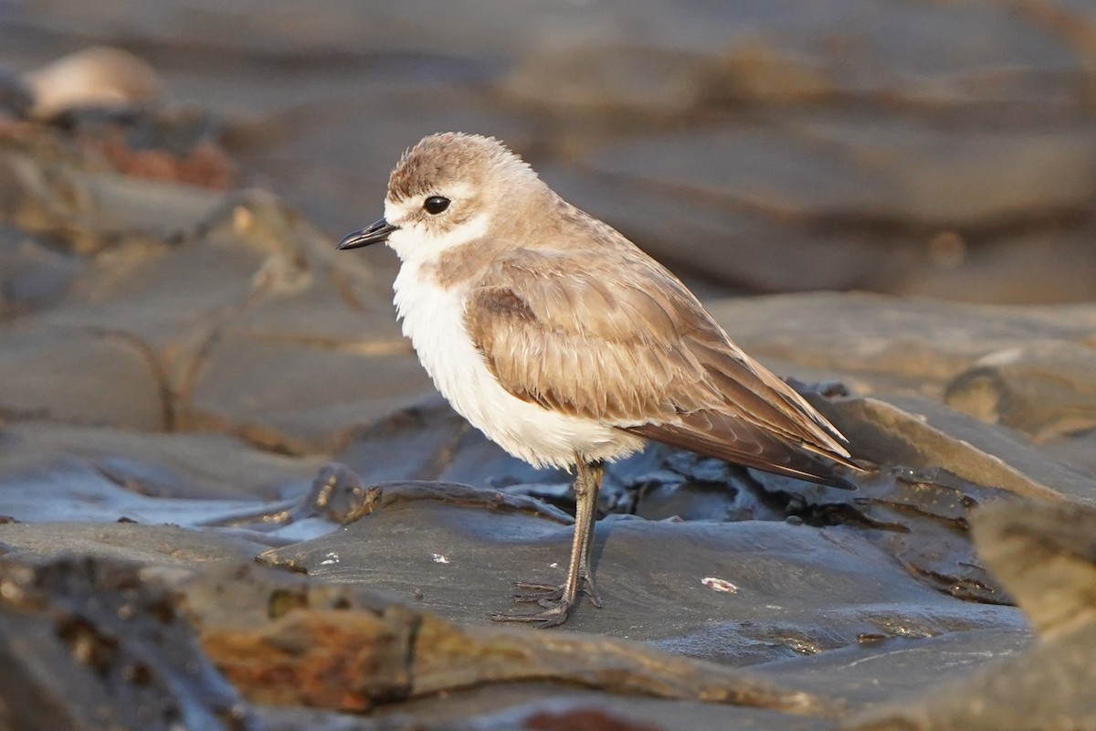 Tibet Cılıbıtı - ML646055214
