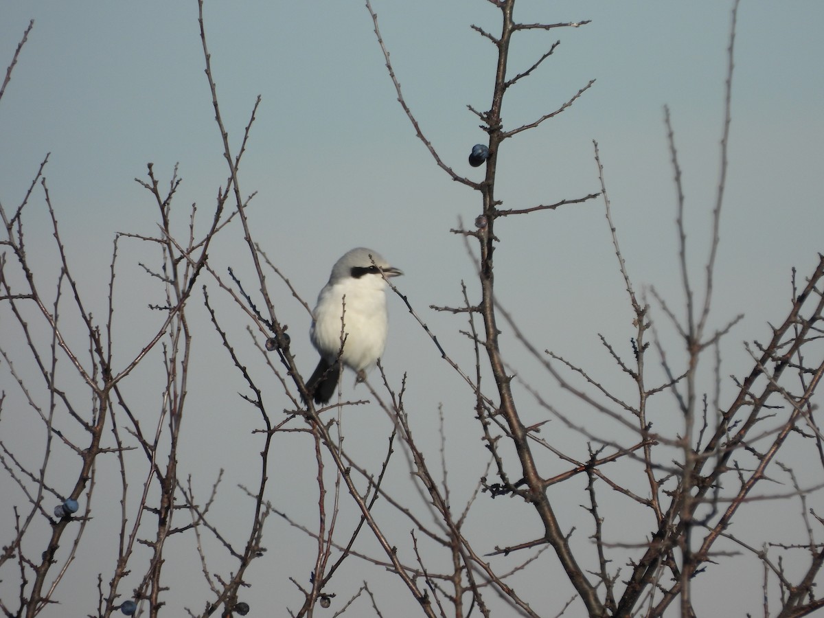 Great Gray Shrike - ML646055218