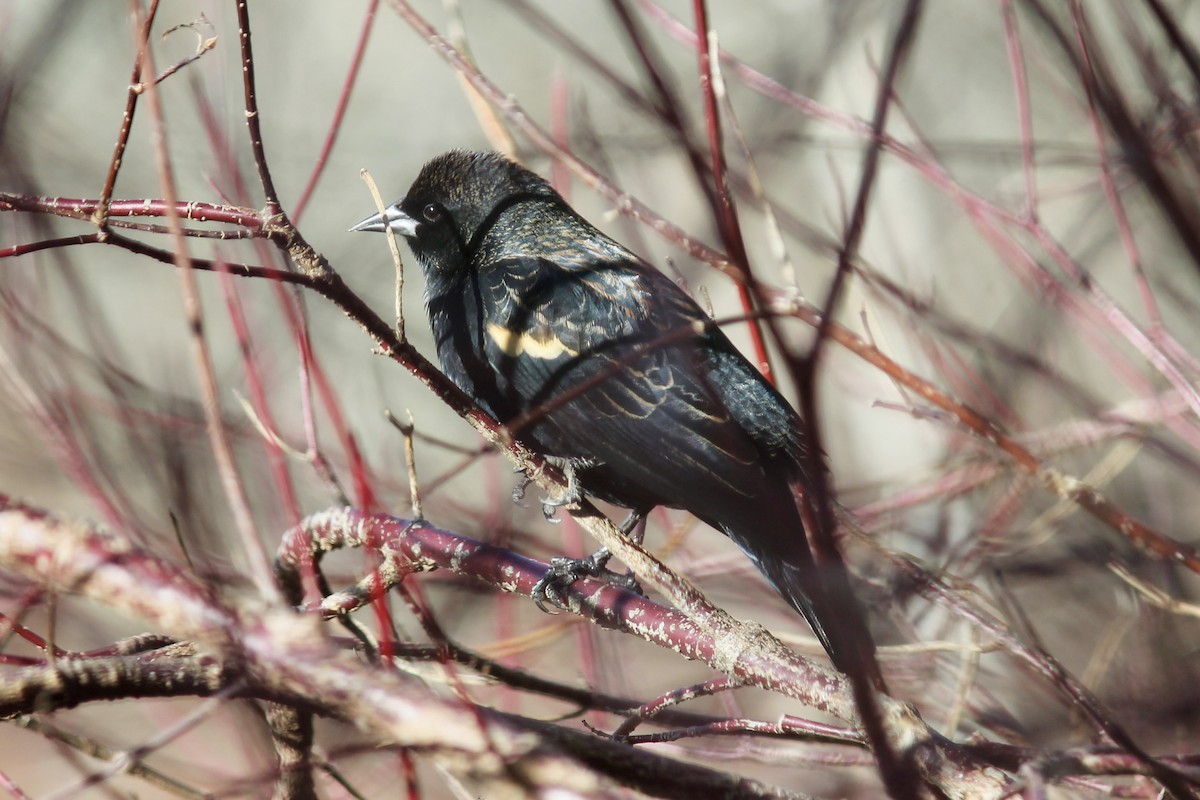 שחרורית אדומת-כנף - ML646055220