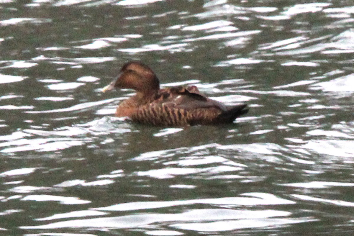 Common Eider - ML646055221