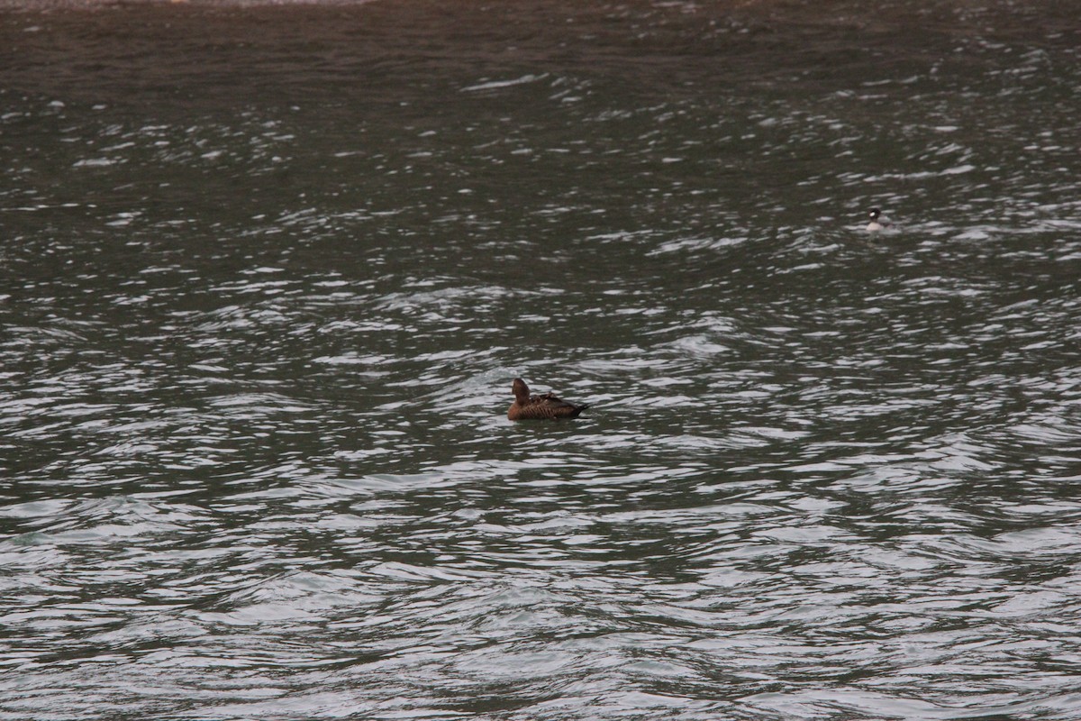 Common Eider - ML646055222