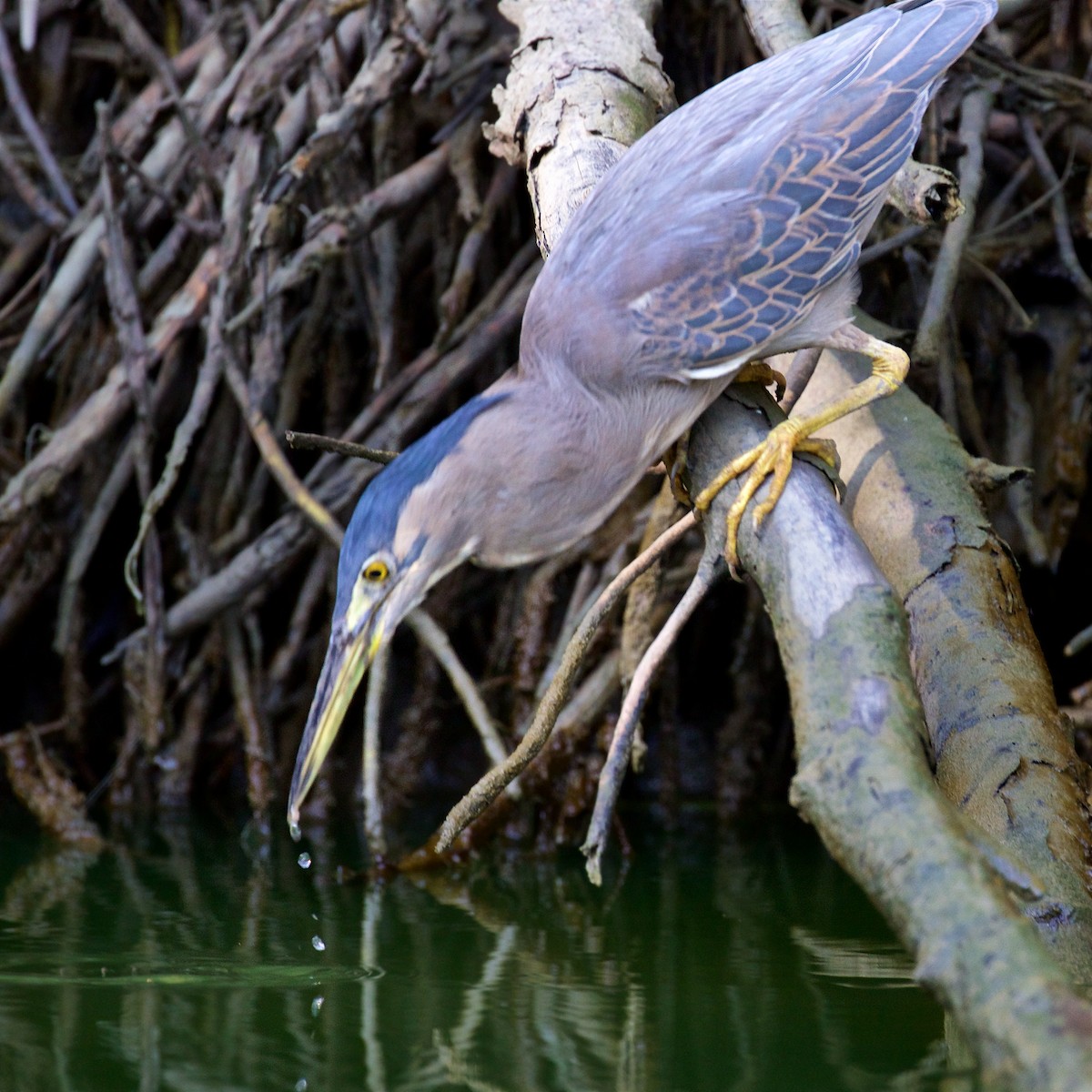 Little Heron - ML646055232