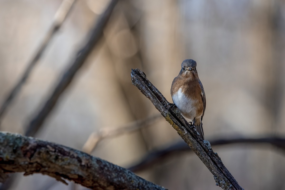 Eastern Bluebird - ML646055241