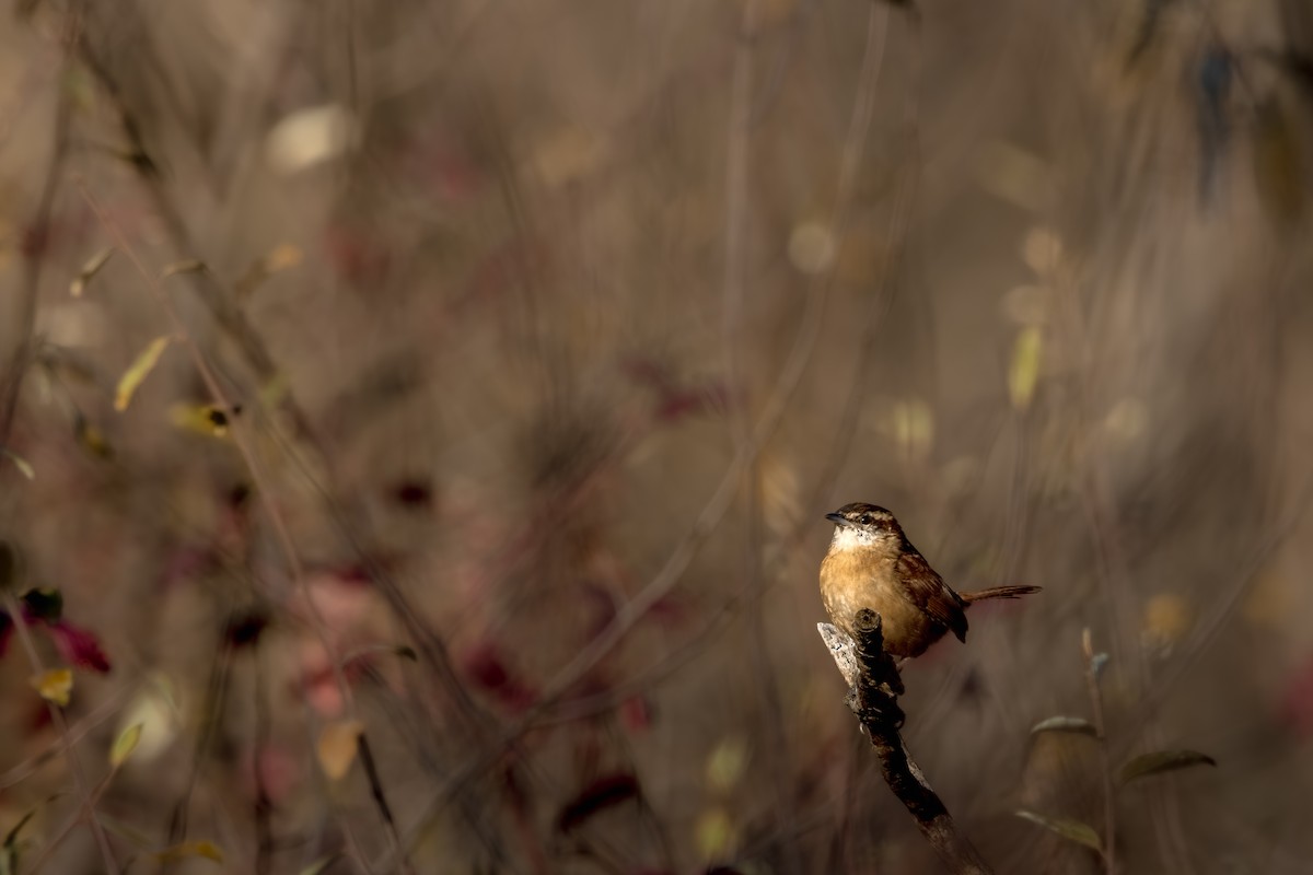 Carolina Wren - ML646055247