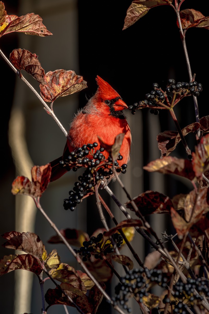 Northern Cardinal - ML646055252
