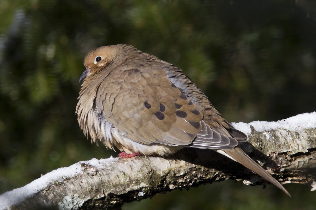Mourning Dove - ML646055264