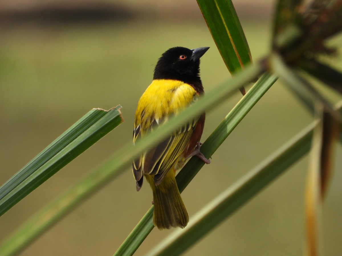 Golden-backed Weaver - ML646055265