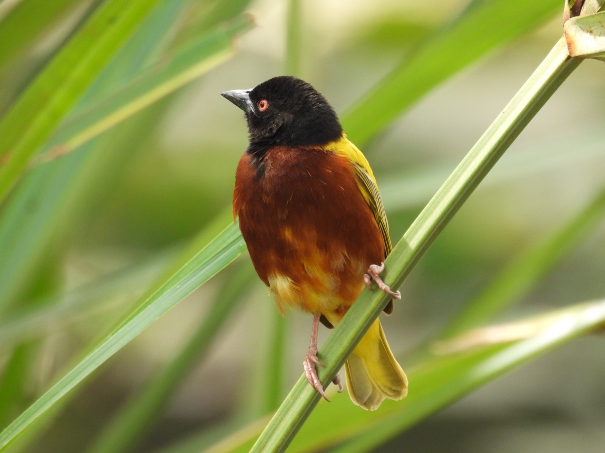 Golden-backed Weaver - ML646055266