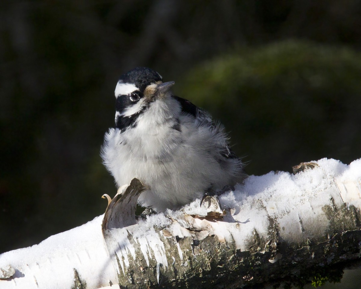 Hairy Woodpecker - ML646055272