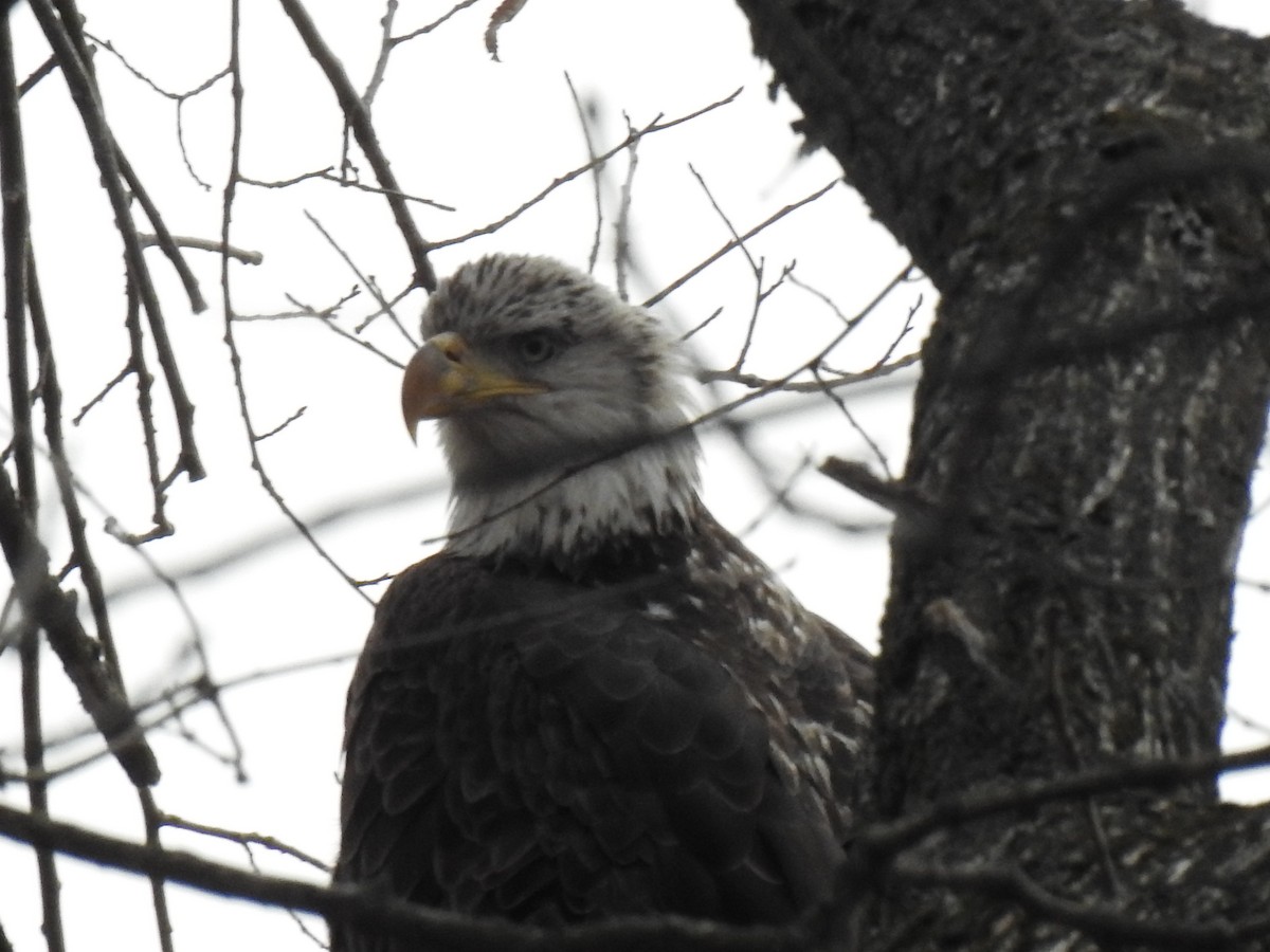 Орлан білоголовий - ML646055274