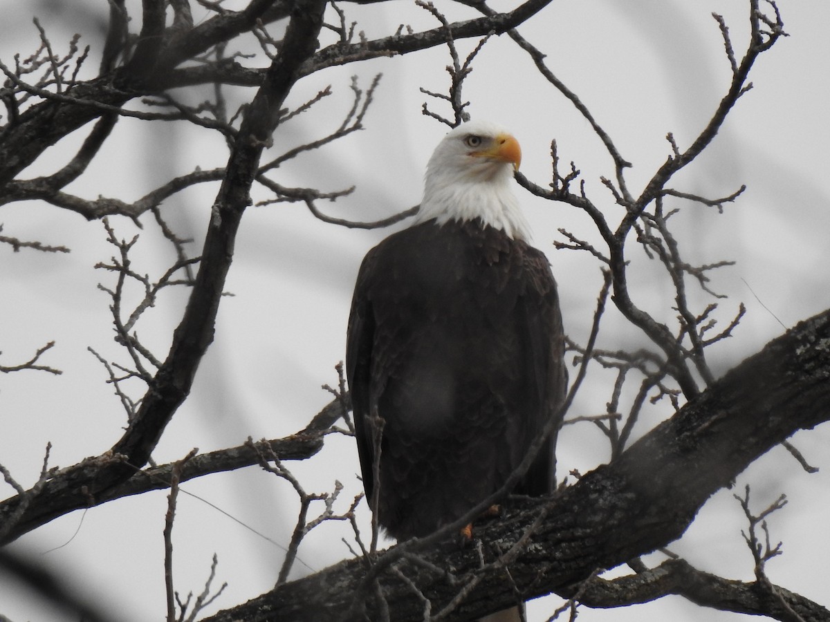 Орлан білоголовий - ML646055276