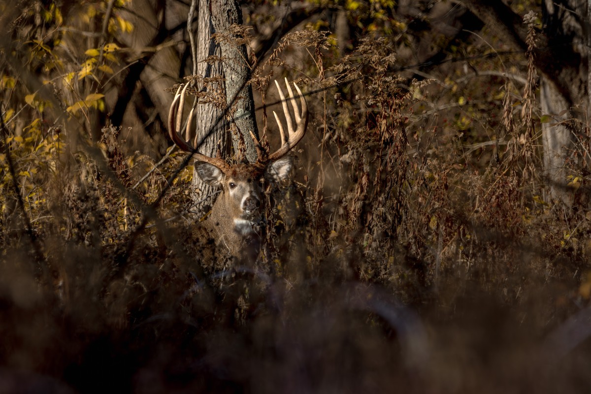 White-tailed Deer - ML646055278