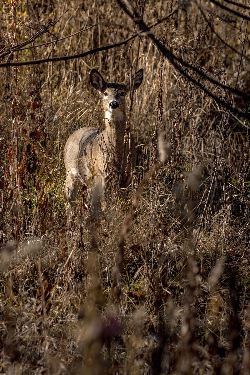 White-tailed Deer - ML646055279