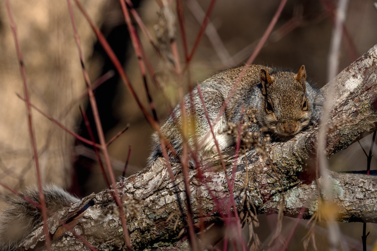 Eastern Gray Squirrel - ML646055280