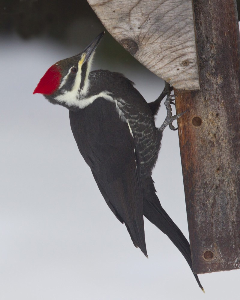 Pileated Woodpecker - ML646055282