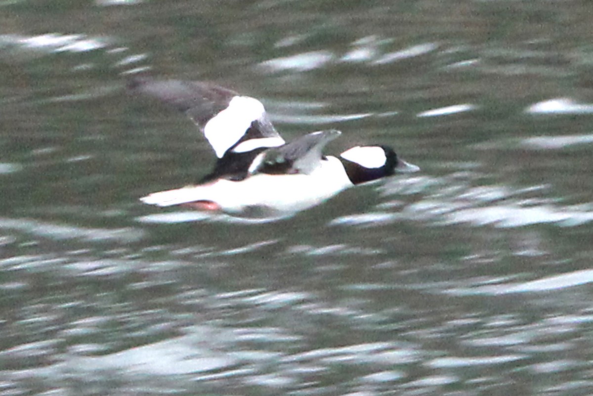 Bufflehead - ML646055286