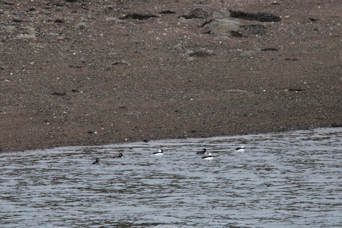 Bufflehead - ML646055287