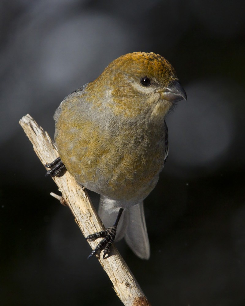 Pine Grosbeak - ML646055294