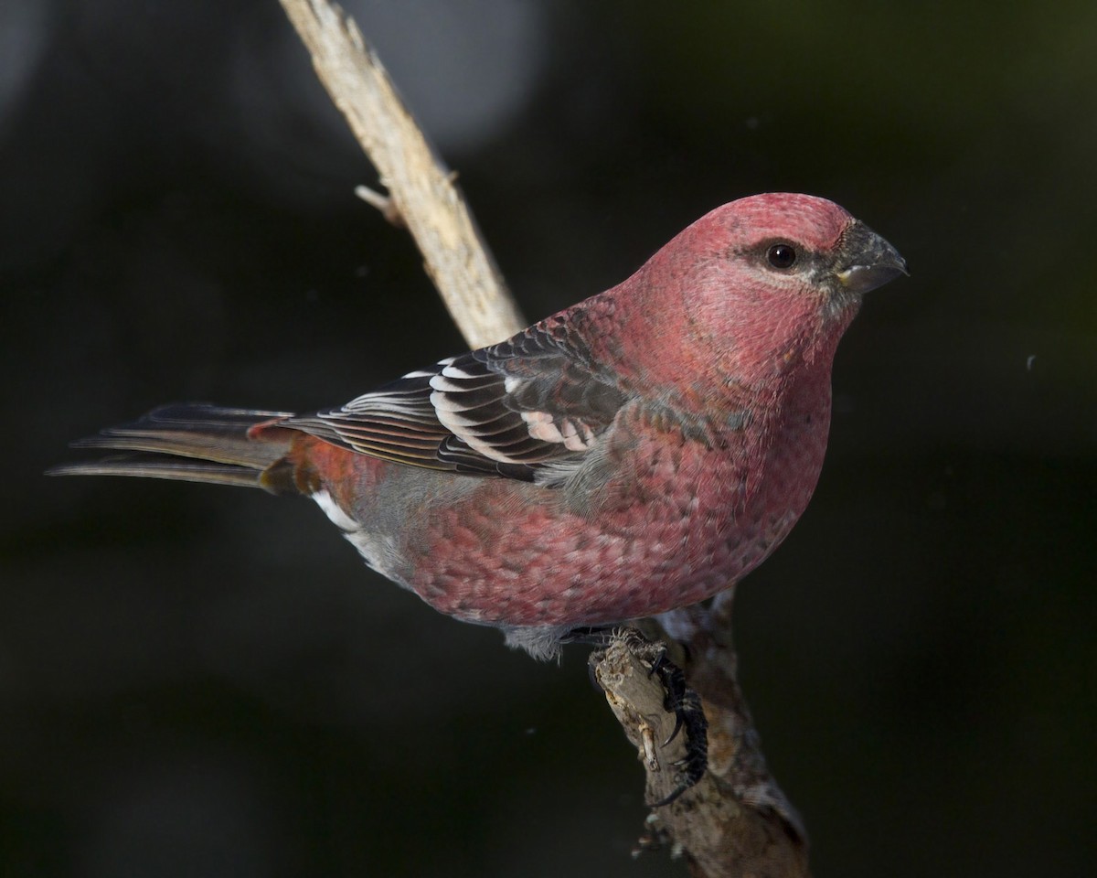 Pine Grosbeak - ML646055295