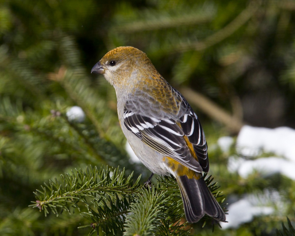 Pine Grosbeak - ML646055296